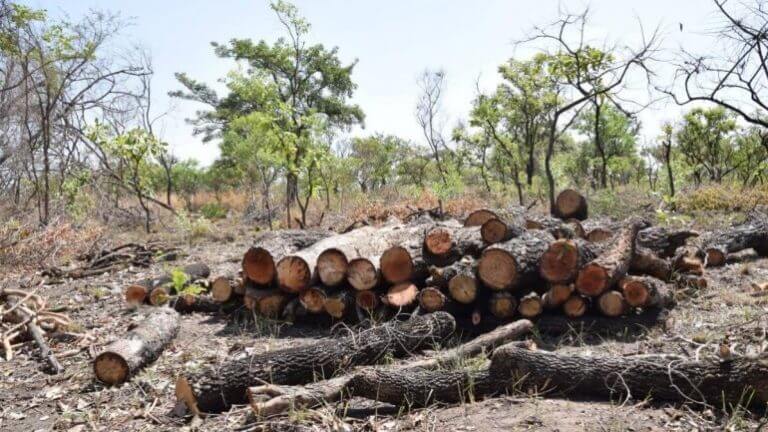 आरे: विकास का रास्ता विनाश से होकर गुजरता है