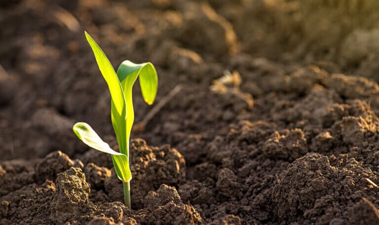 World Soil Day: आखिर इतनी ज़रूरी क्यों है मिट्टी की सेहत?